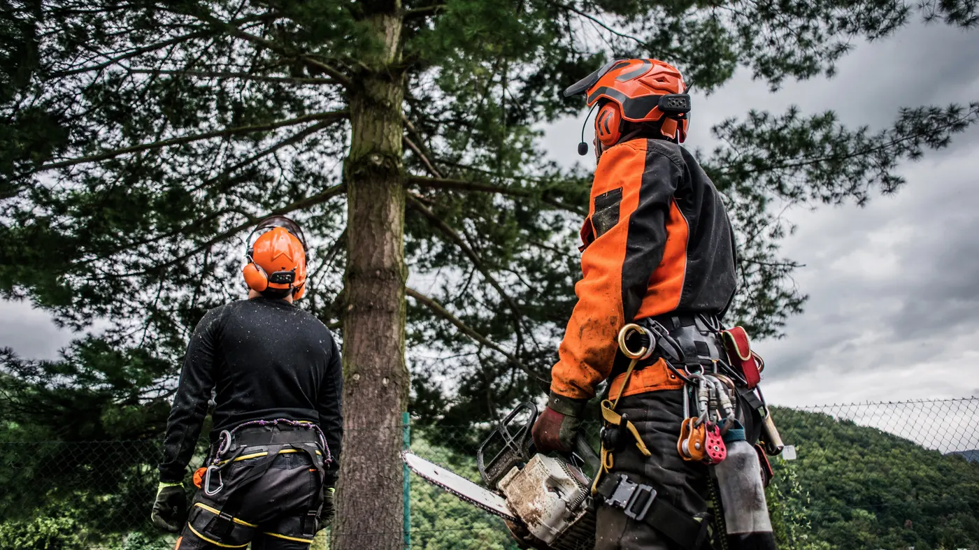 Two arborists in helmets and safety gear planning their next cut