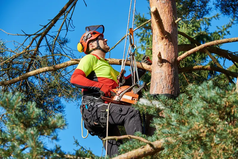Arborist in a helmet and safety harness climbing a pine to prune its canopy