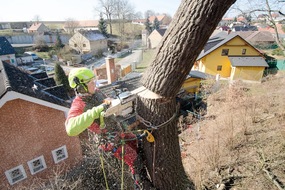 Arborist in a harness making a controlled cut in a large trunk above a neighborhood