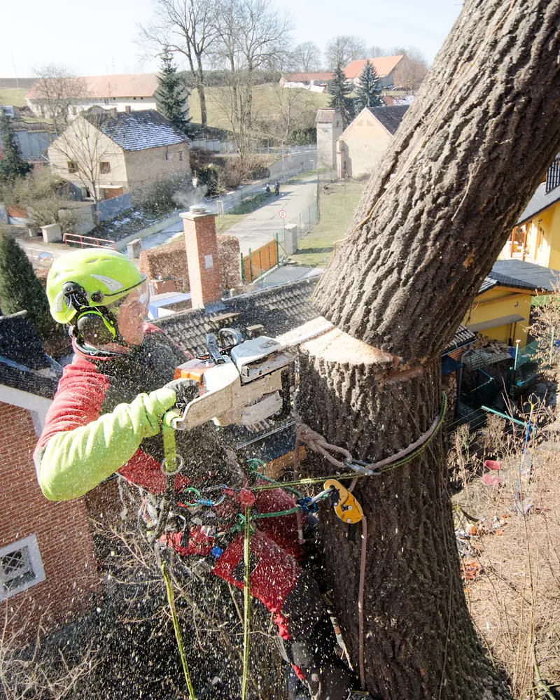 Arborist in a harness making a controlled cut in a large trunk above a neighborhood