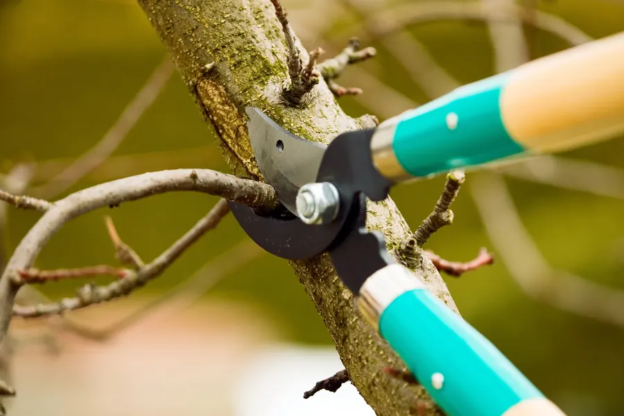 Close-up of loppers making a clean pruning cut on a branch
