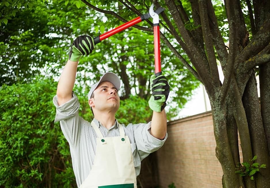 Why You Need To Hire An Arborist To Prune Young Trees