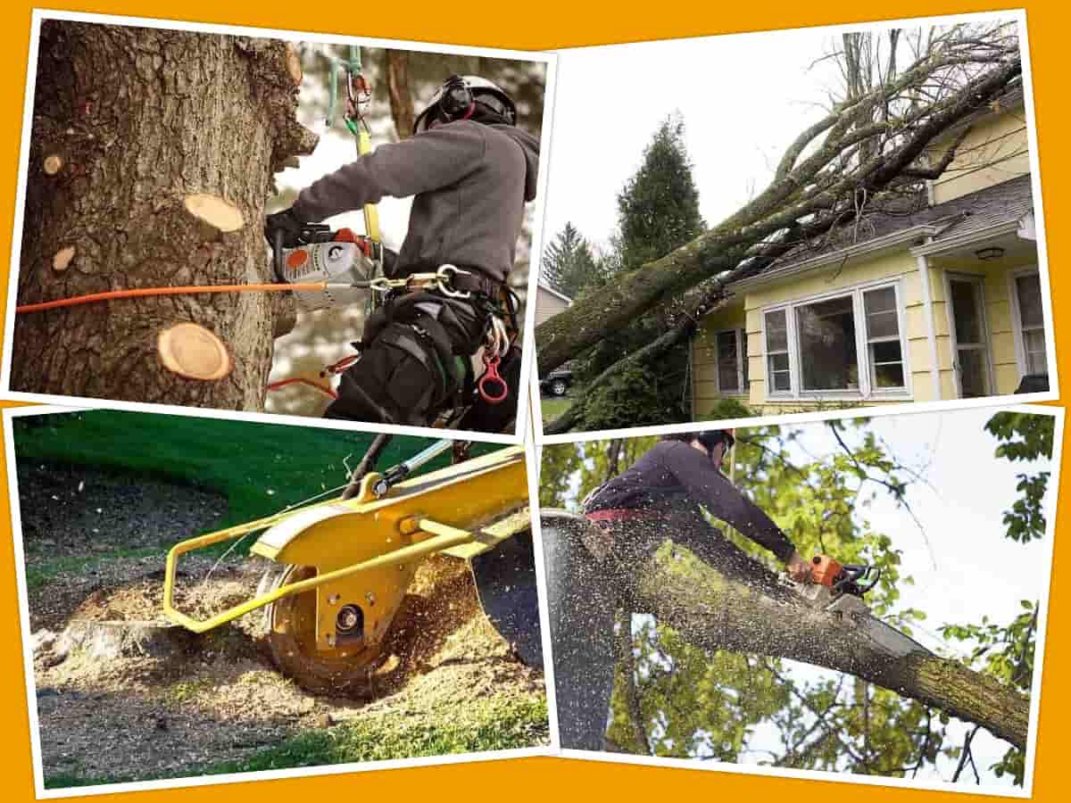 central arborist collage